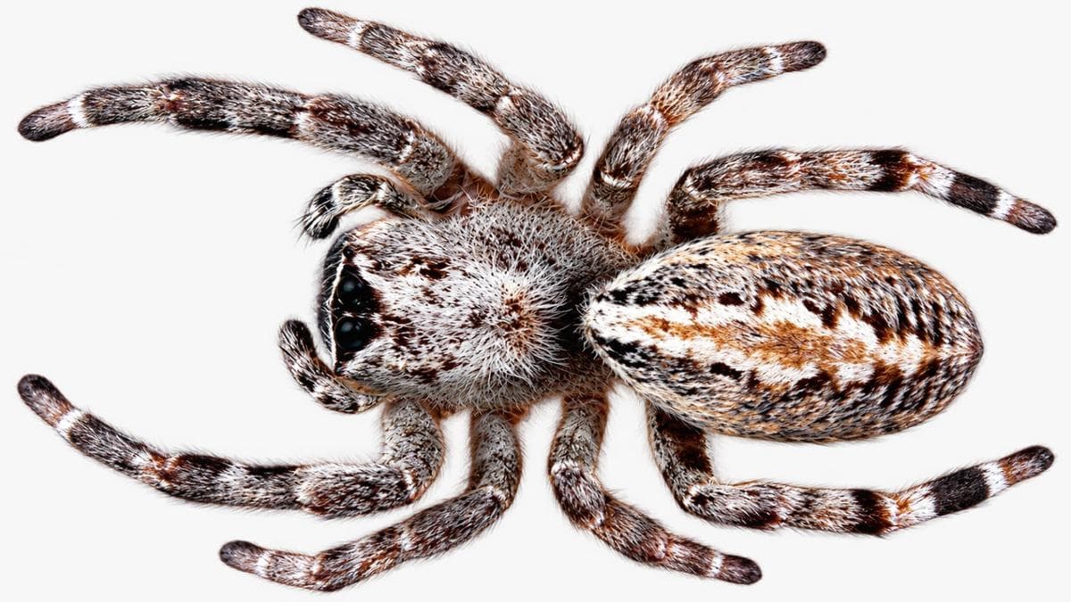 Indian researchers map colonial spider’s venom gland, uncover molecules with potential for future cancer and antimicrobial drug research