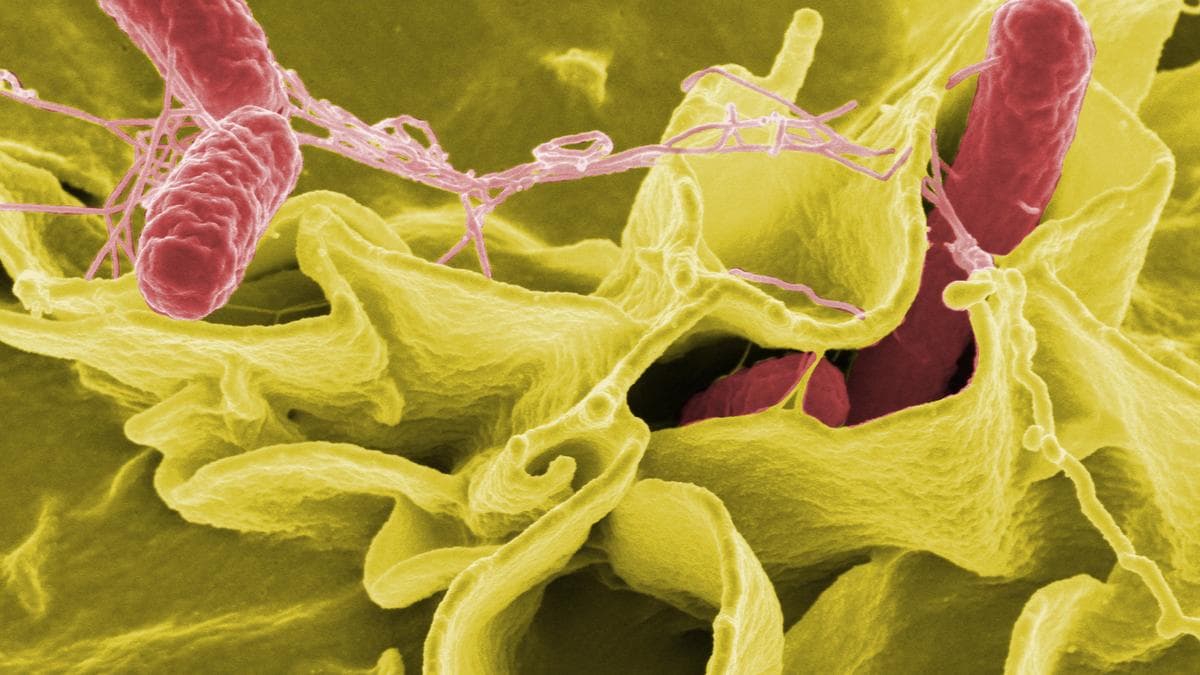 Beyond Typhoid: India Urged to Tackle Hidden Salmonella Crisis