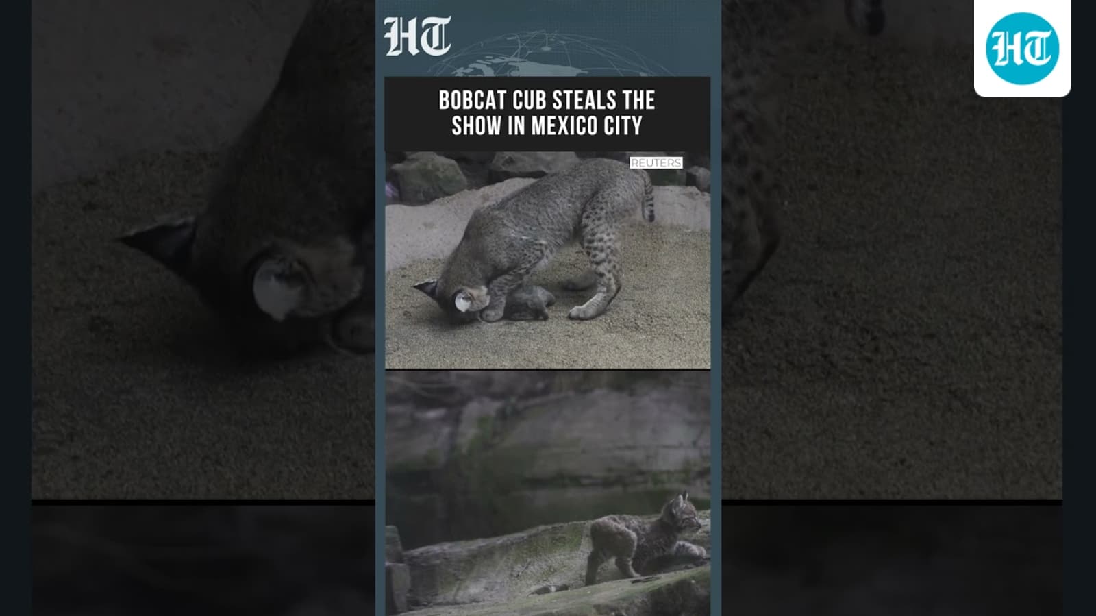 Mexico City Zoo Welcomes First-Ever Bobcat Cub, Delights Visitors