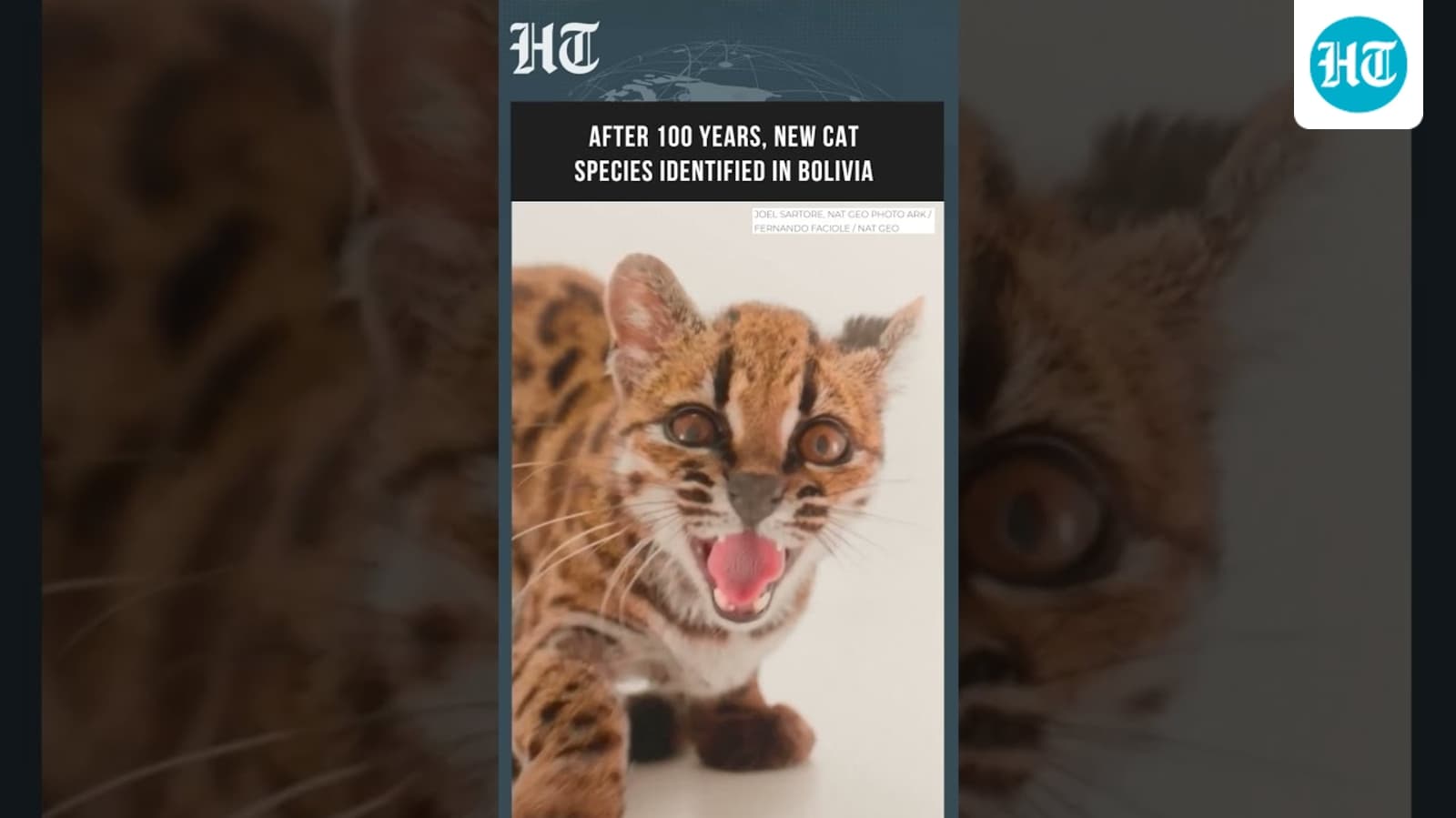 New Wild Cat Species Discovered In Bolivia After More Than 100 Years