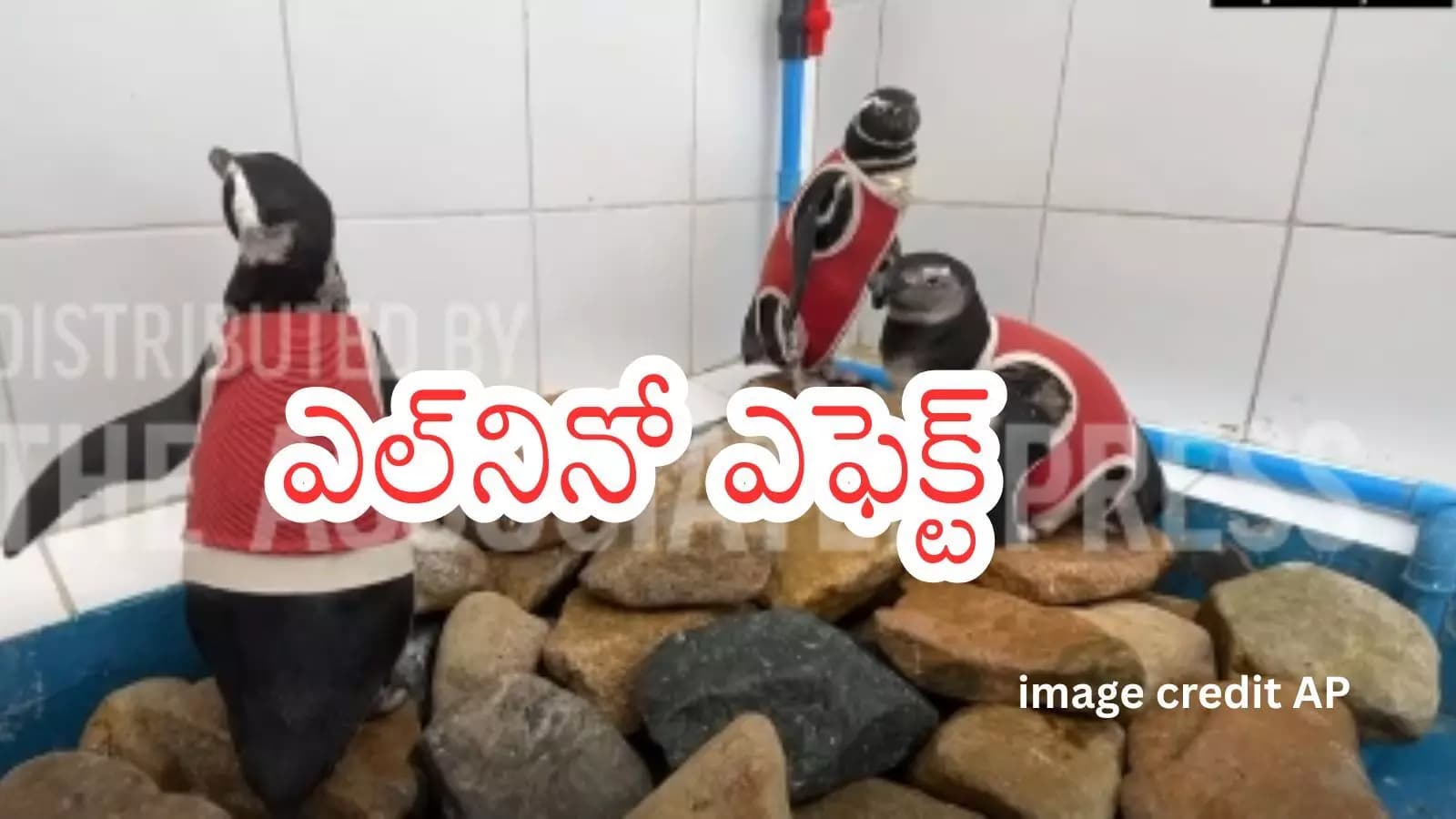 Humboldt Penguins : గాయపడిన పెంగ్విన్లకు ఎర్రటి వెస్టులు.. వేగంగా కోలుకునేలా కొత్త ప్రయోగం
